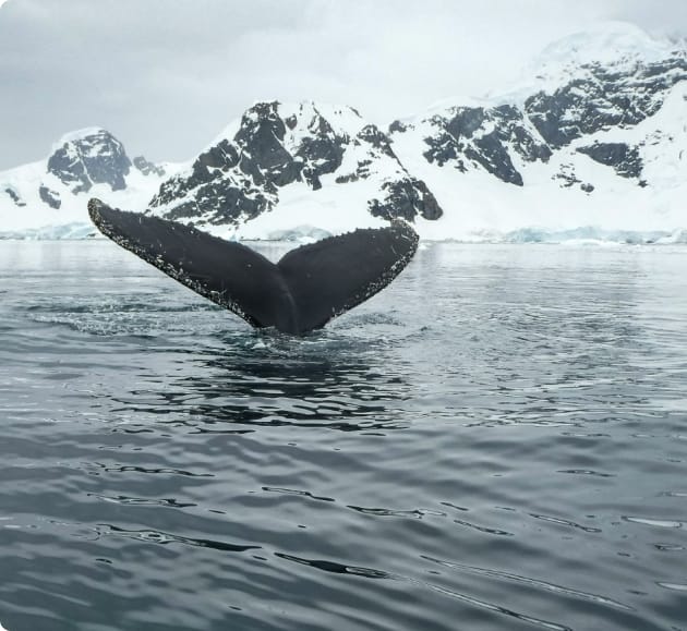 image of whale