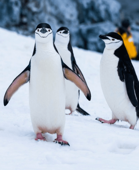 10 Must-See Wildlife Encounters in Antarctica